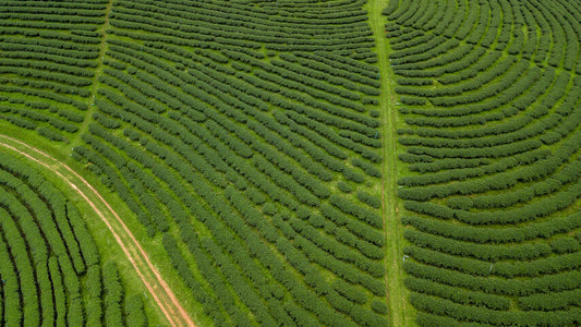 Aerial view of green tea plantation ecological tea garden green tea plantation, Beautiful texture background green agricultural field plantation.
