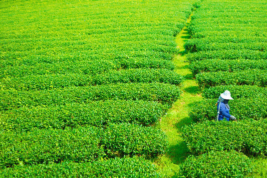 worker plucking tea leaf in fresh green tea agriculture field in nature mountain
