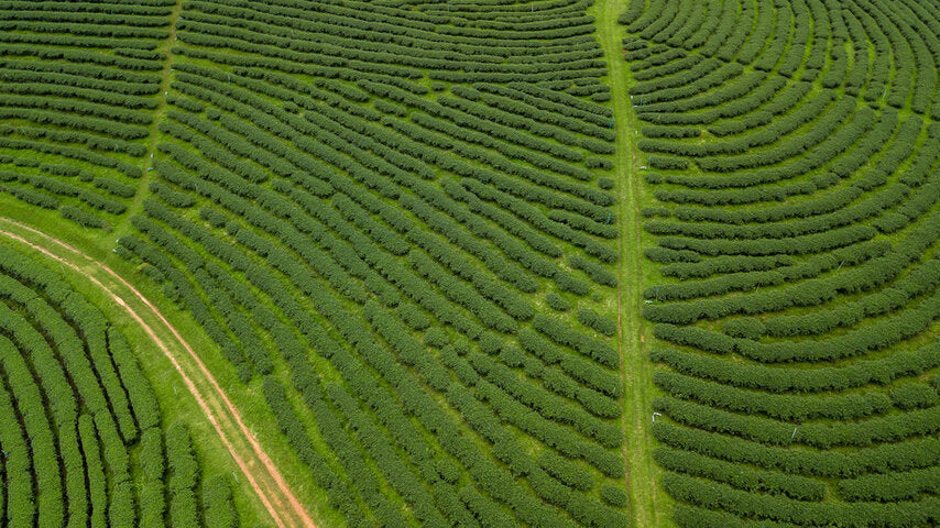 Aerial view of curved green tea field rows