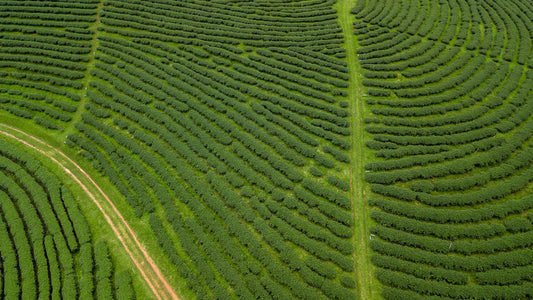 Aerial view of curved green tea field rows