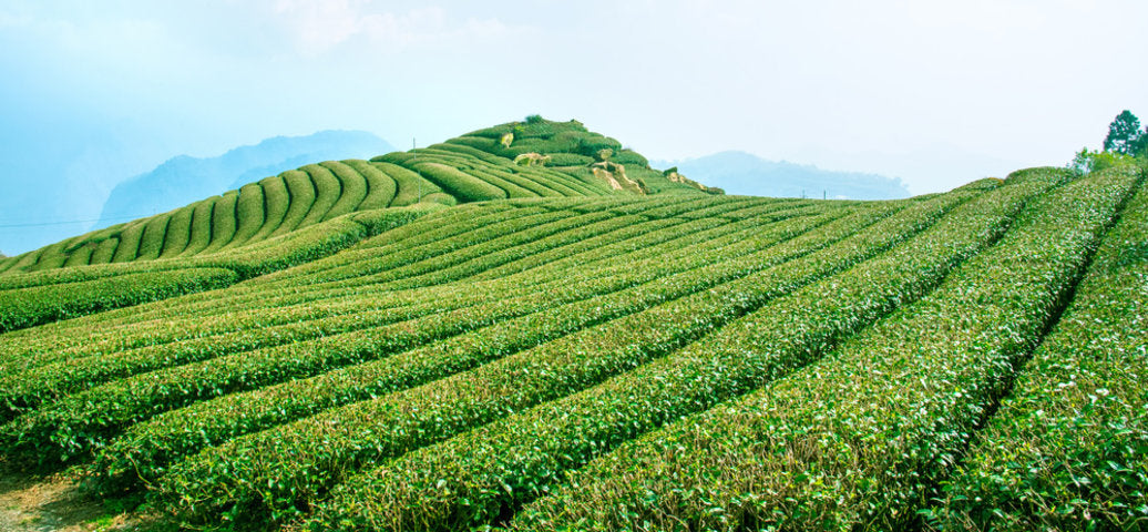 Wide landscape of green tea fields on rolling hills