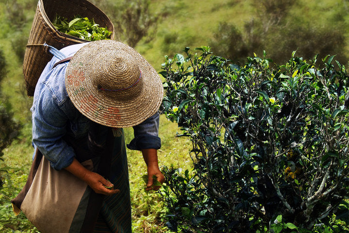Japanese tea field landscape — Where Does Matcha Come From?